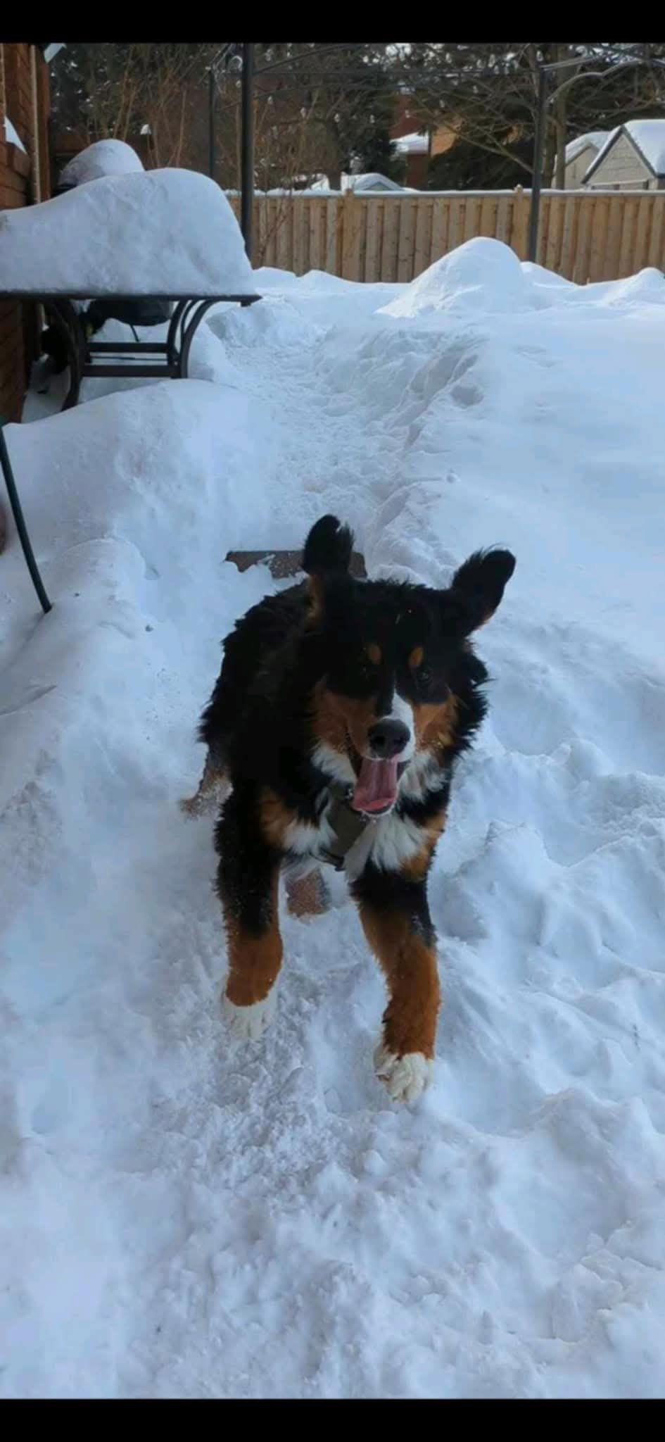 Toby, a Adopted Bernese Mountain Dog in Hawkestone, ON image 3/3