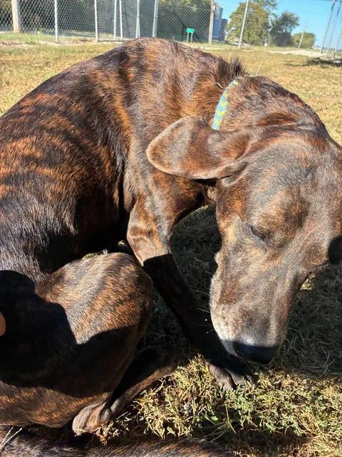 Enlarge Rose, a Adoptable Plott Hound in Mason City, IL image 4/6