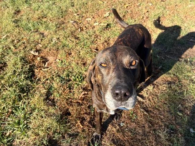 Rose, Adoptable, Adult Female Plott Hound.