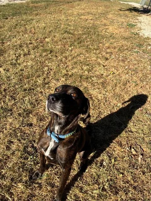 Enlarge Rose, a Adoptable Plott Hound in Mason City, IL image 5/6