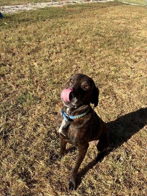 Enlarge Rose, a Adoptable Plott Hound in Mason City, IL image 2/6