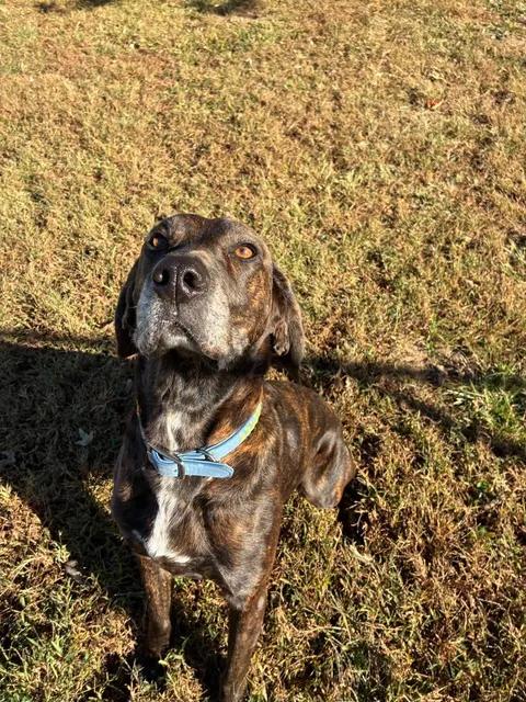 Enlarge Rose, a Adoptable Plott Hound in Mason City, IL image 3/6