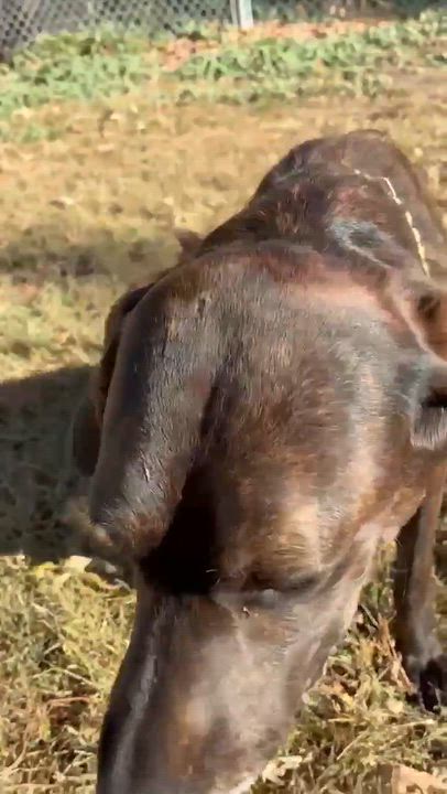 Enlarge Rose, a Adoptable Plott Hound in Mason City, IL video 6/6