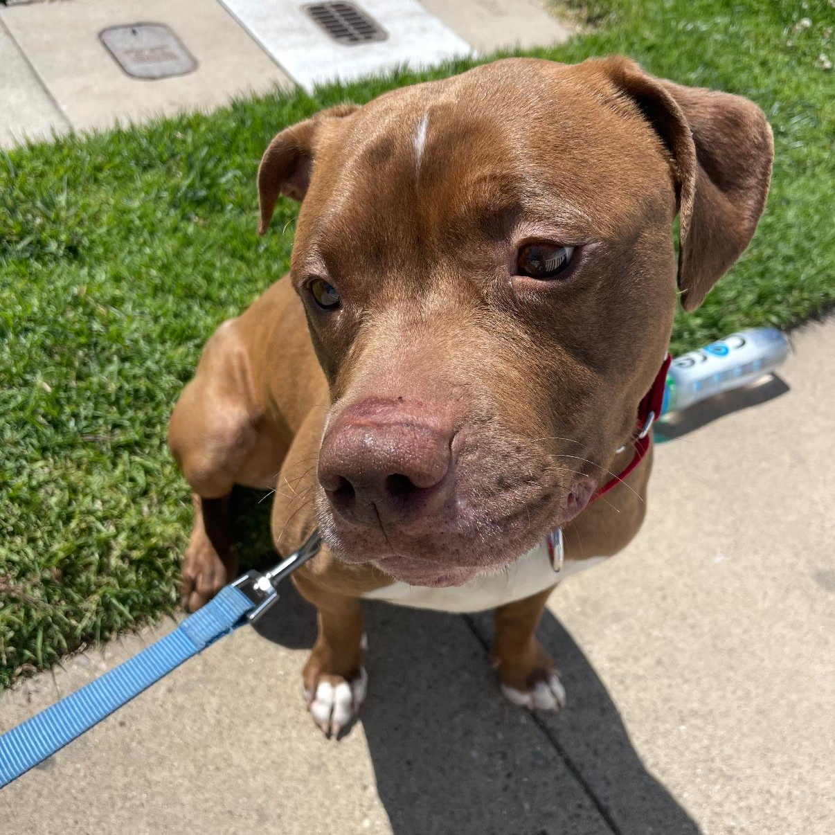 Charlie, a Adoptable mixed breed in Tarzana, CA image 1/6