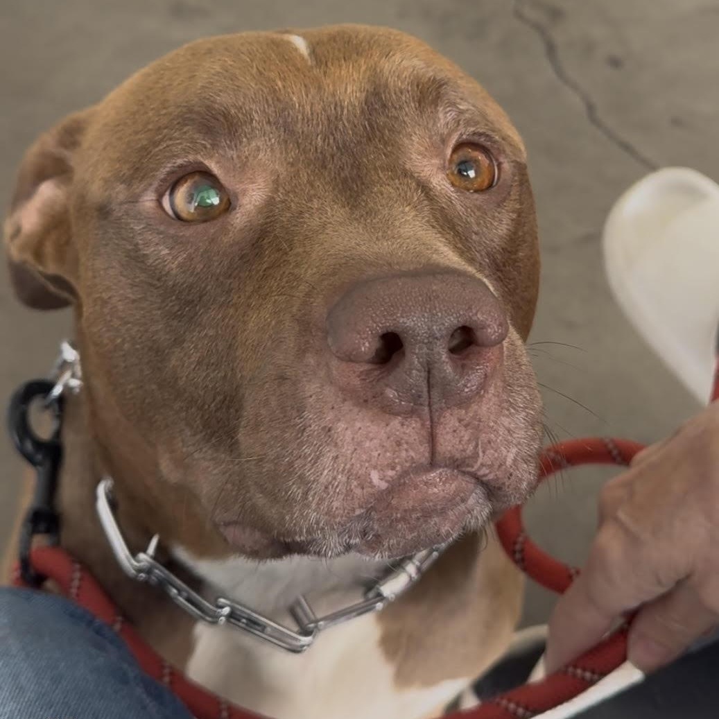 Charlie, a Adoptable mixed breed in Tarzana, CA image 3/6