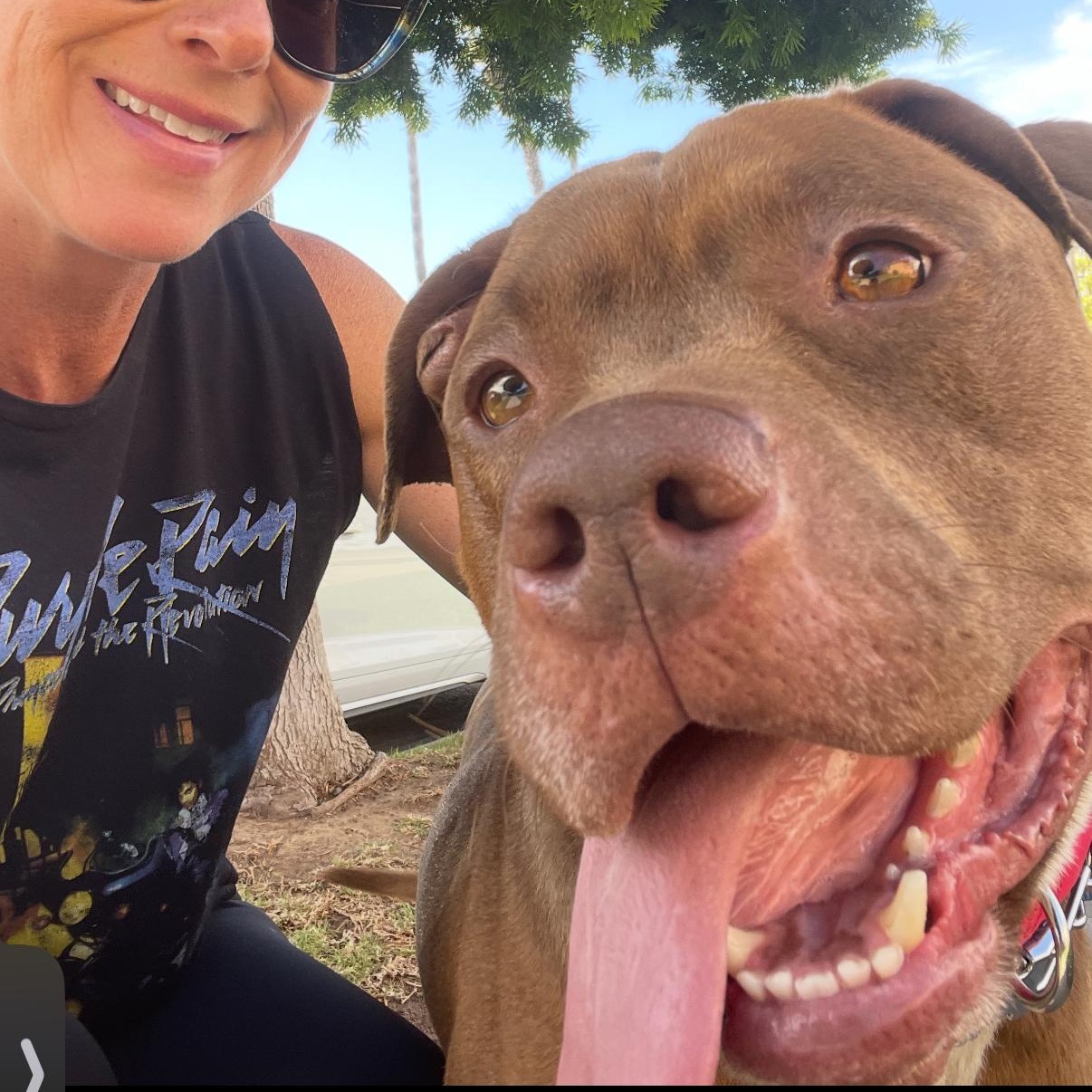 Charlie, a Adoptable mixed breed in Tarzana, CA image 2/6