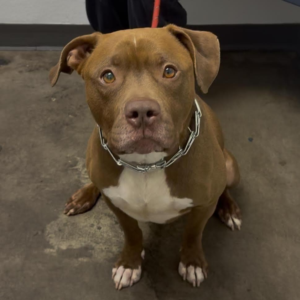 Charlie, a Adoptable mixed breed in Tarzana, CA image 6/6