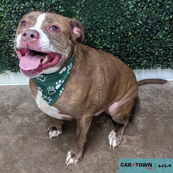 Cajun, Adoptable, Adult Male Pit Bull Terrier.