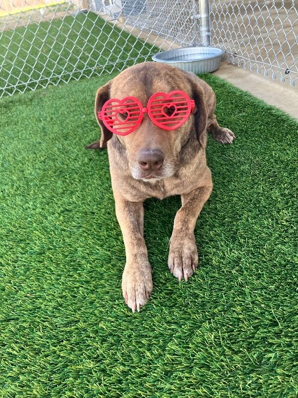 Melton, Adoptable, Adult Male Mixed Breed.