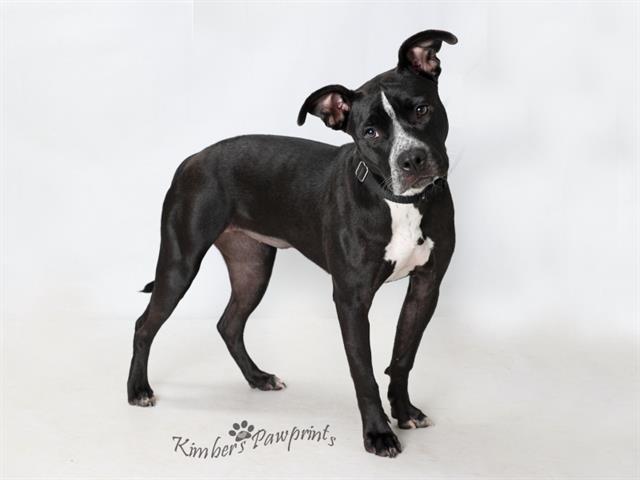 Enlarge JEAN GREY, a Adoptable mixed breed in Omaha, NE image 1/1