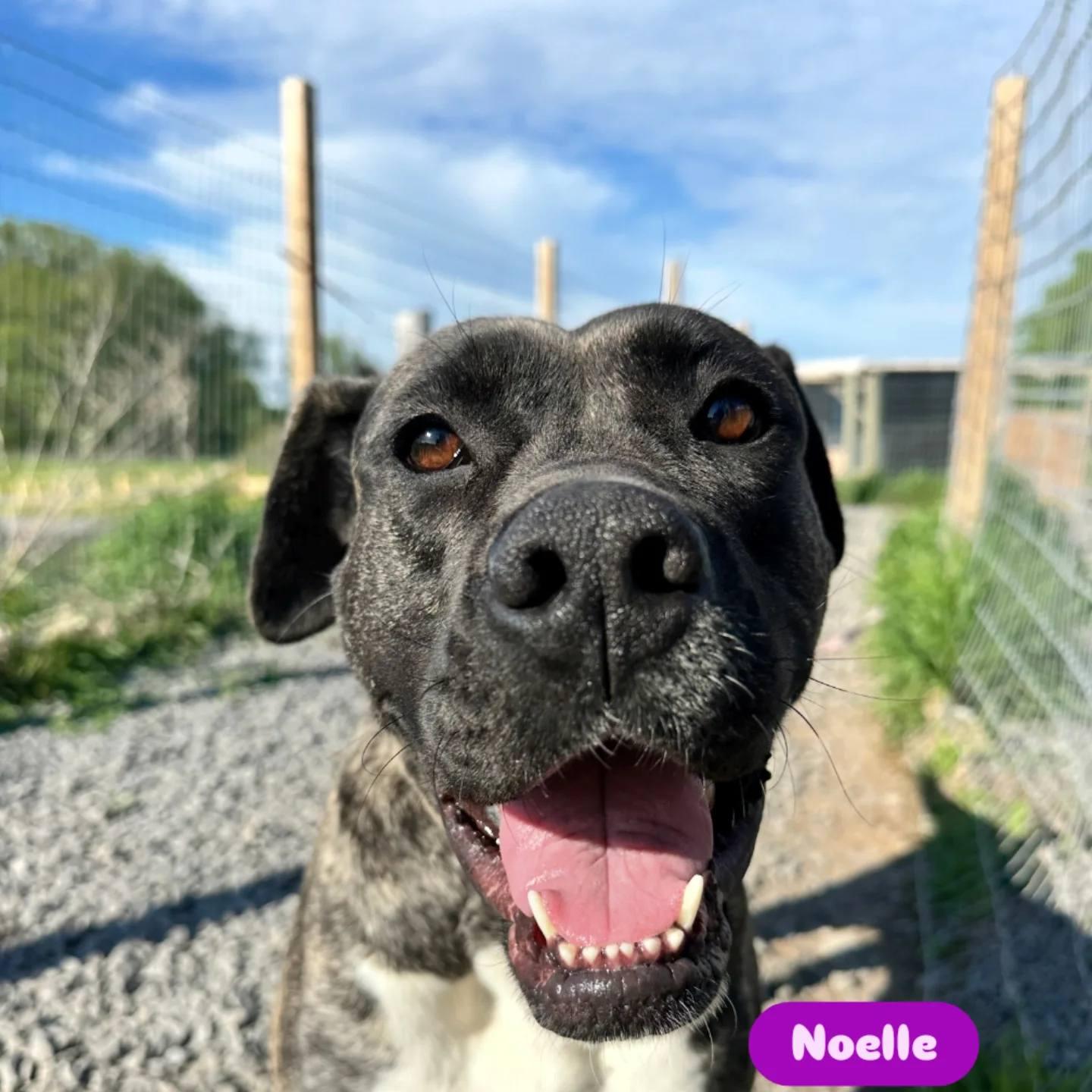 Noelle, Adoptable, Adult Female Bullmastiff.