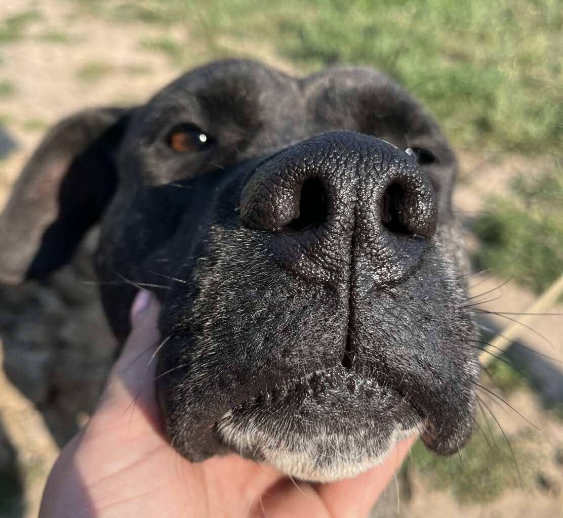 Noelle, a Adoptable mixed breed in London, ON image 2/4