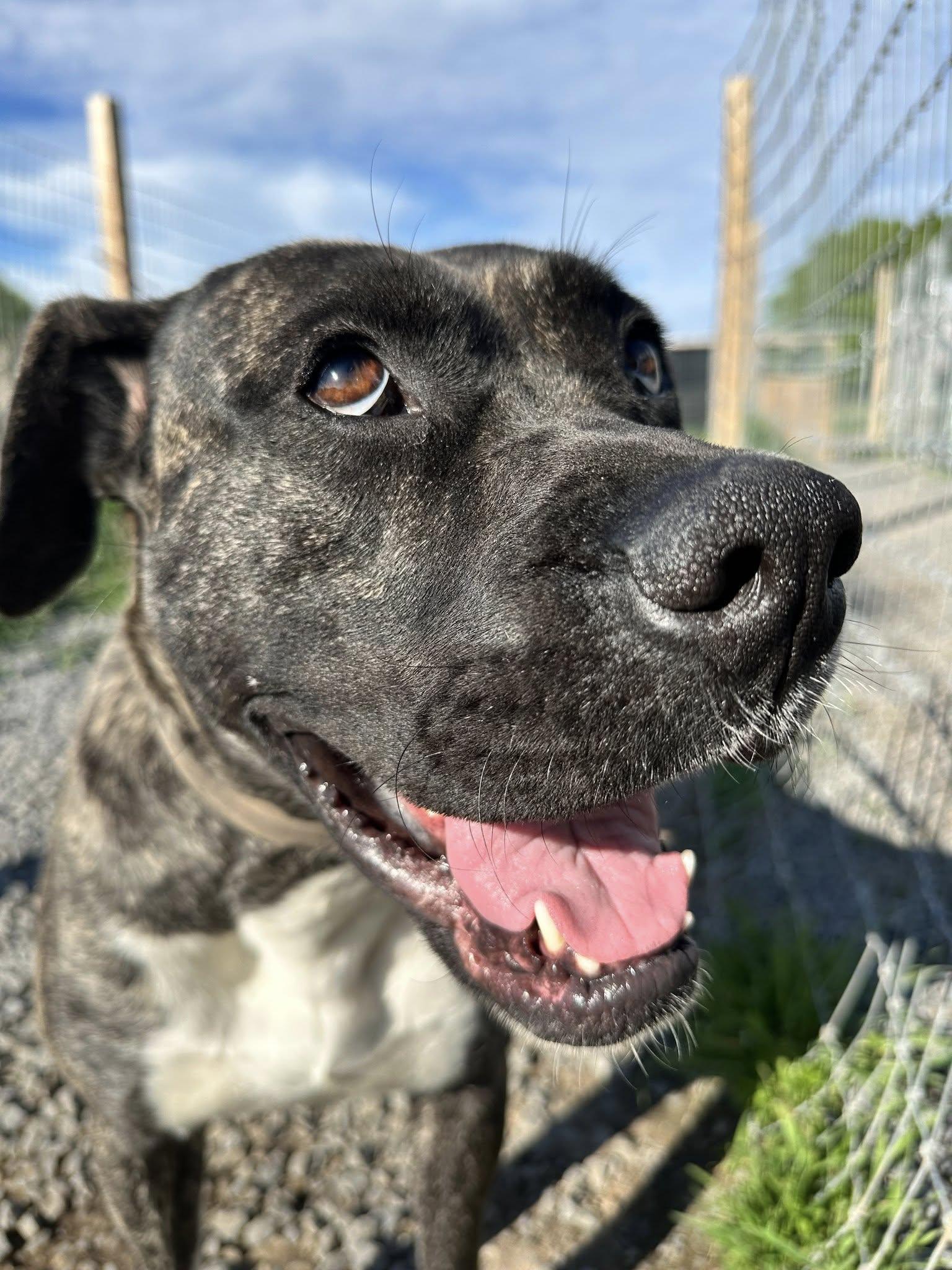 Noelle, an adoptable Bullmastiff in London, ON, N5V 2E3 | Photo Image 4