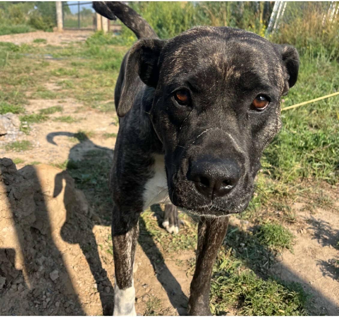 Noelle, an adoptable Bullmastiff in London, ON, N5V 2E3 | Photo Image 2