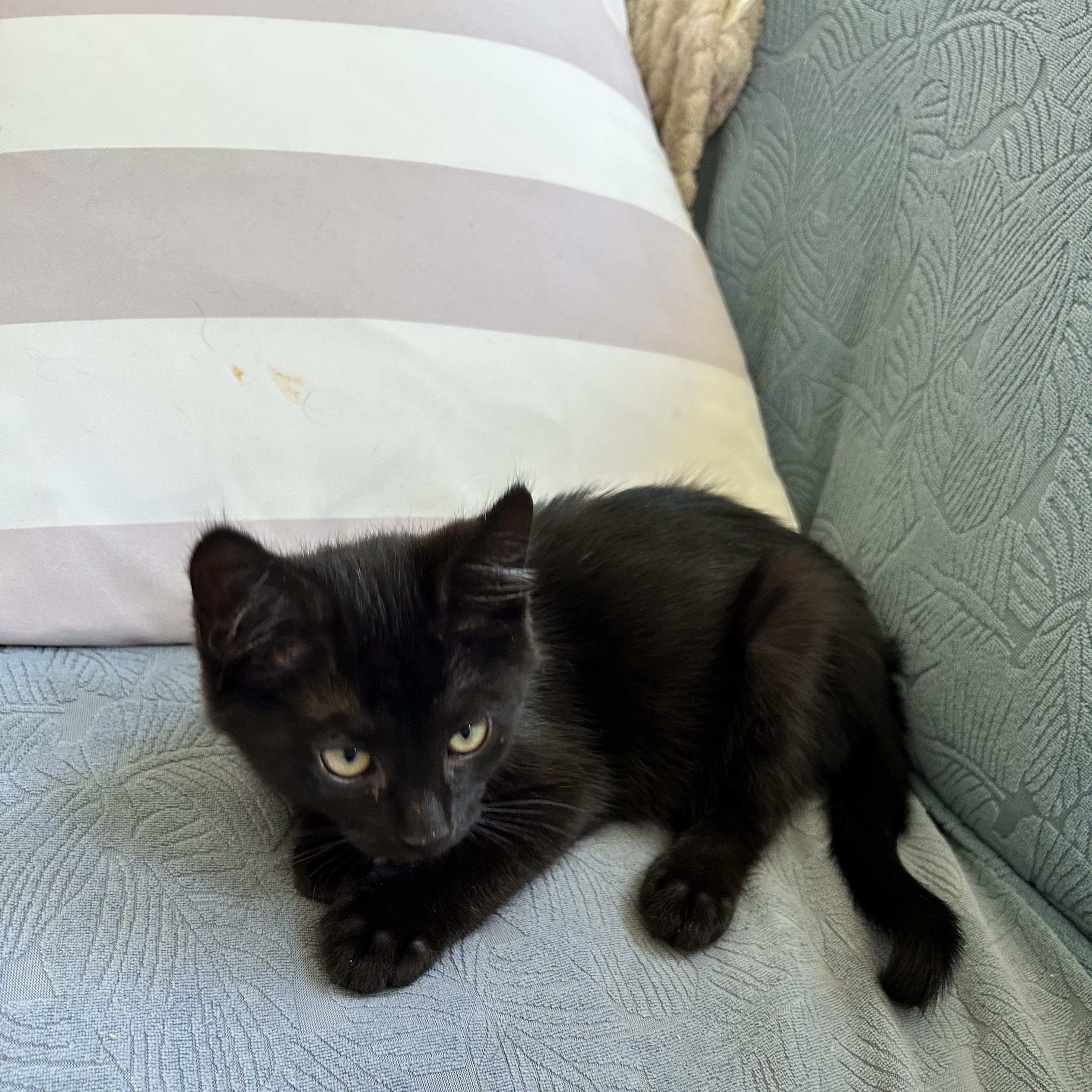 Enlarge Jinx, a Adoptable Domestic Short Hair in Westville, NJ image 4/4