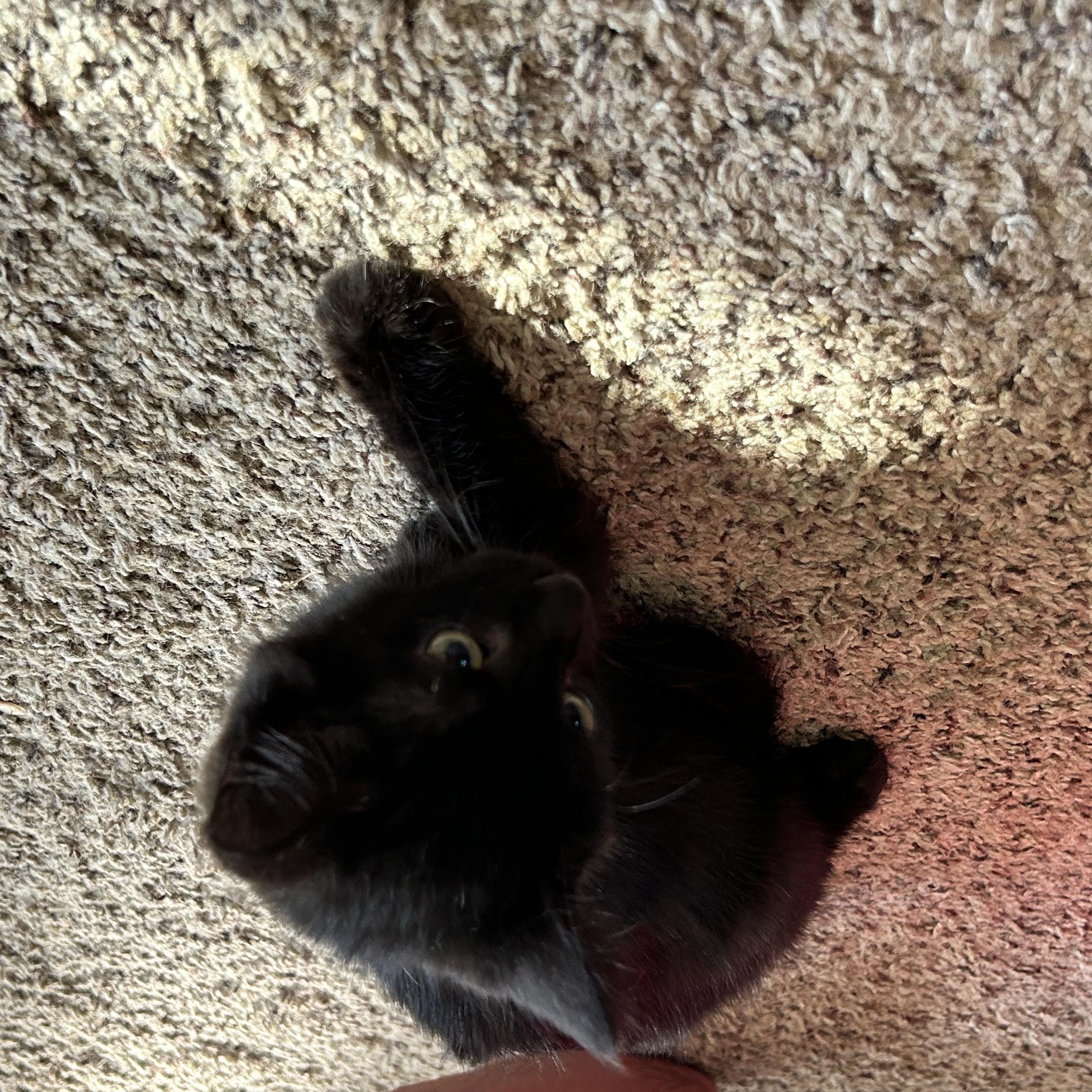 Enlarge Jinx, a Adoptable Domestic Short Hair in Westville, NJ image 3/4