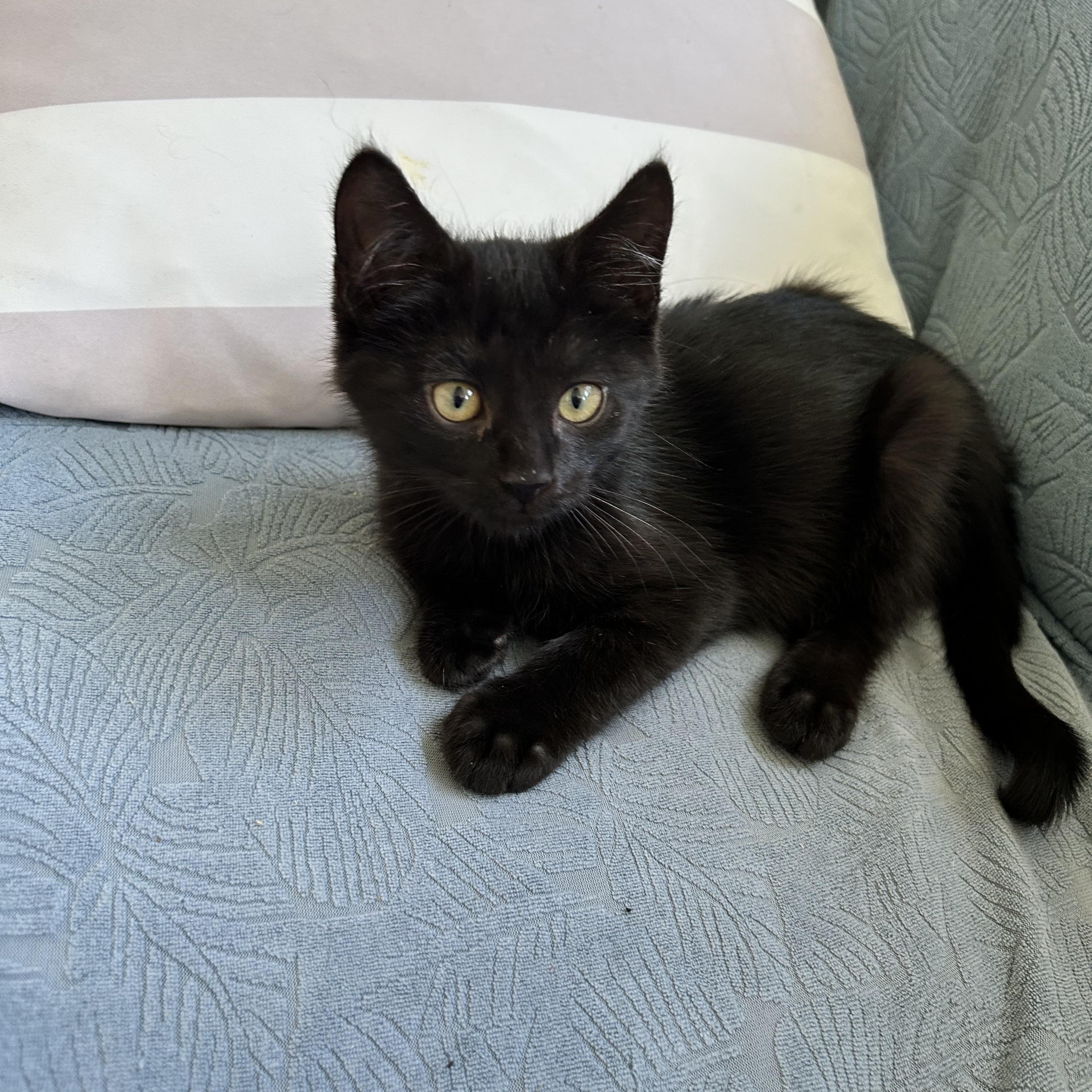 Jinx, Adoptable, Kitten Male Domestic Short Hair.