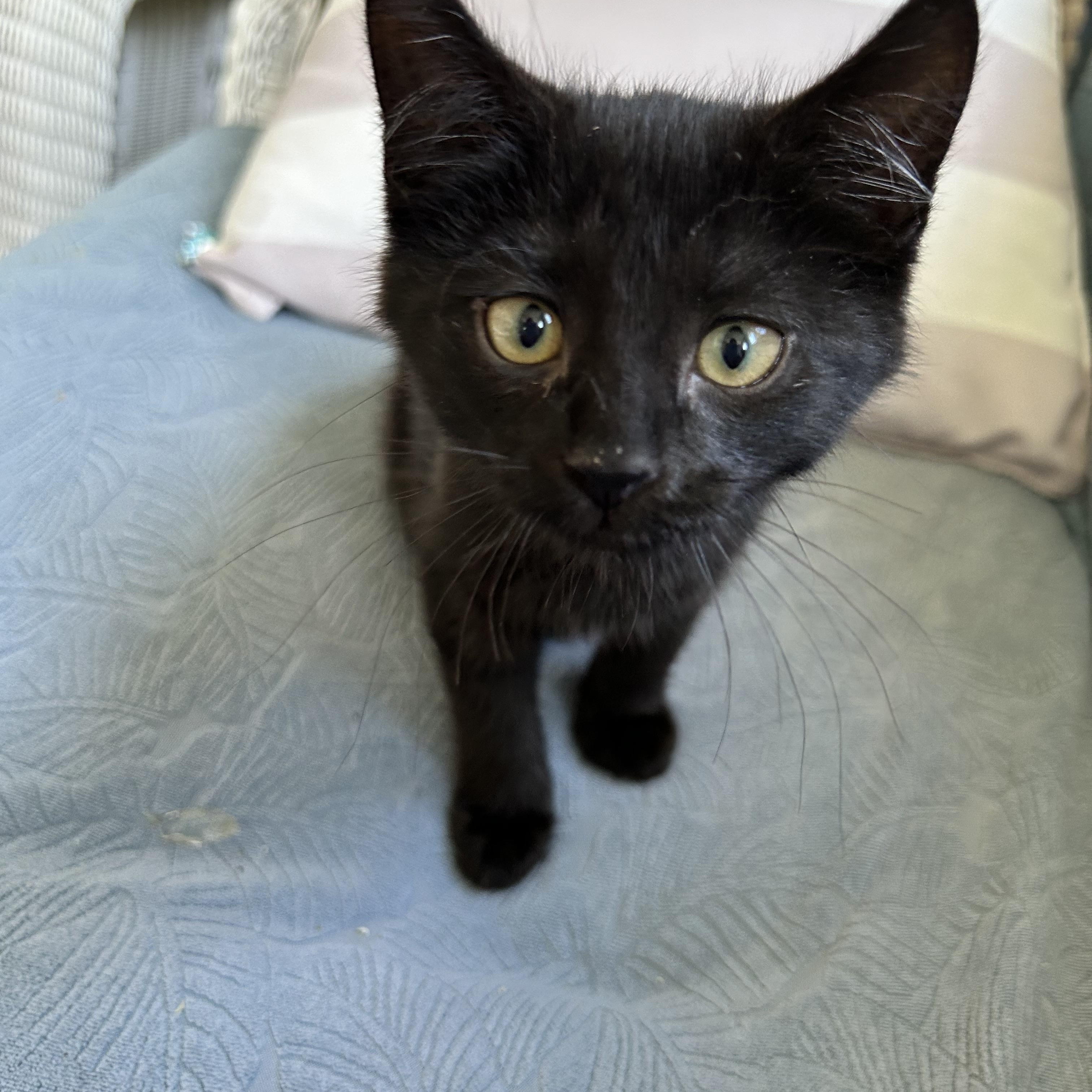 Enlarge Jinx, a Adoptable Domestic Short Hair in Westville, NJ image 2/4
