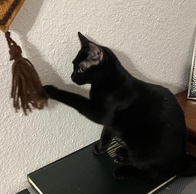 Megan Fox, Adoptable, Adult Female Domestic Short Hair.