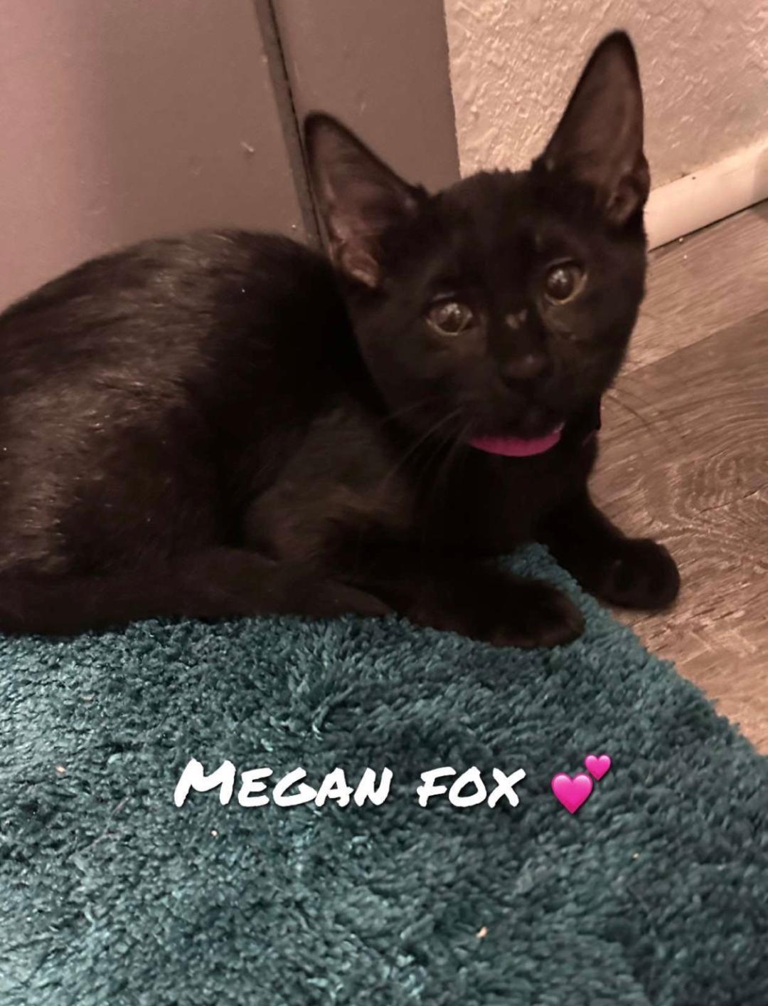 Enlarge Megan Fox, a Adoptable Domestic Short Hair in Plano, TX image 2/3