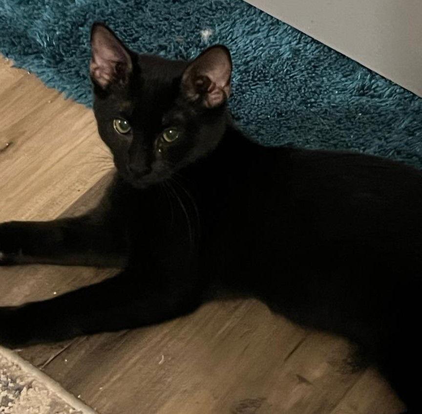 Enlarge Megan Fox, a Adoptable Domestic Short Hair in Plano, TX image 3/3