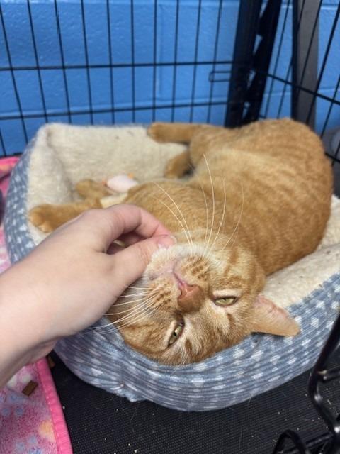 Garfield, Adoptable, Adult Male Domestic Short Hair.