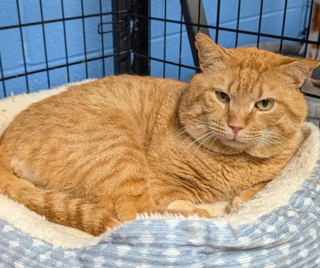 Enlarge Garfield, a Adoptable mixed breed in Ellijay, GA image 1/1