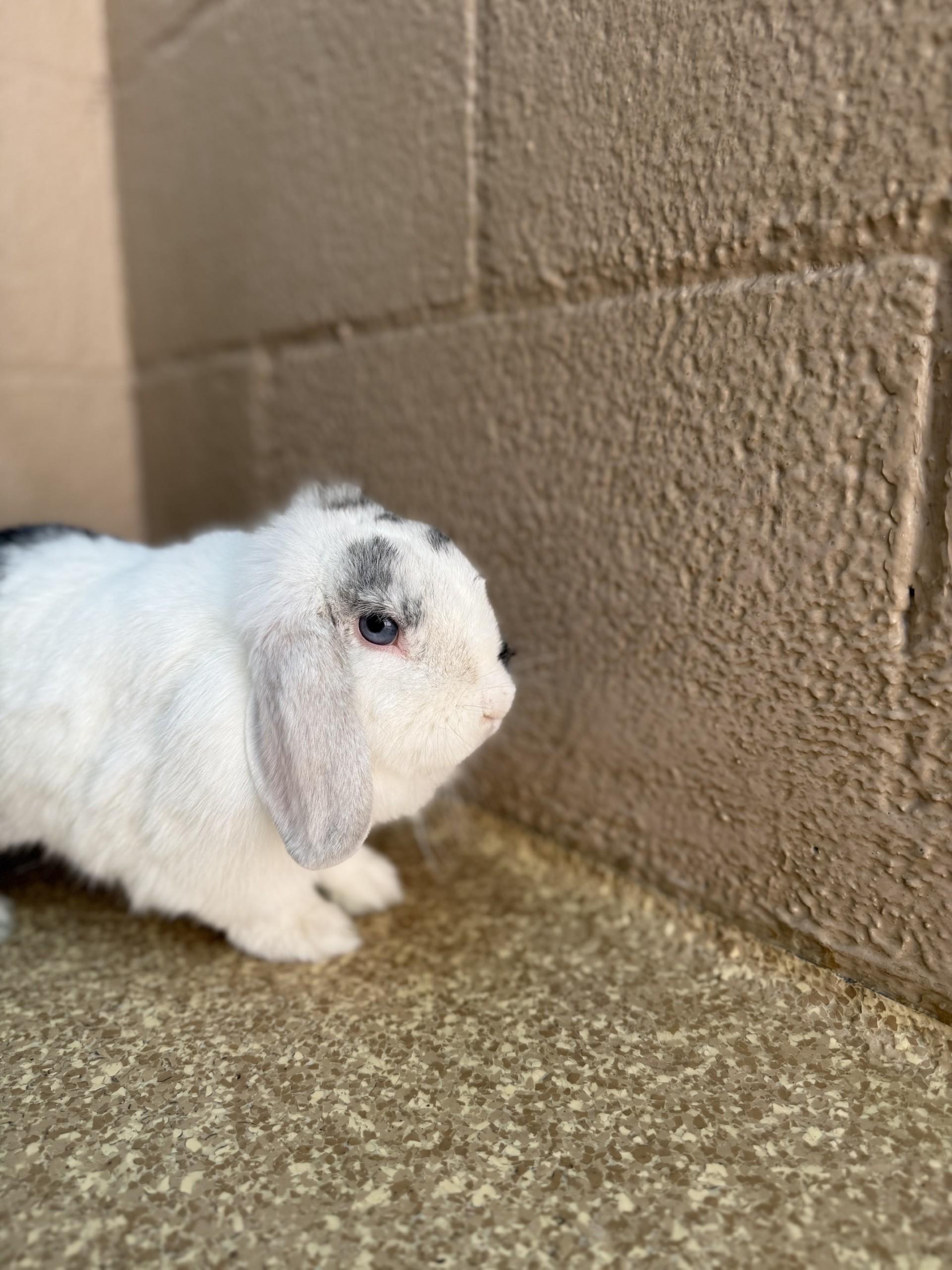 Pepper, a Adopted Holland Lop in Laguna Beach, CA image 1/3