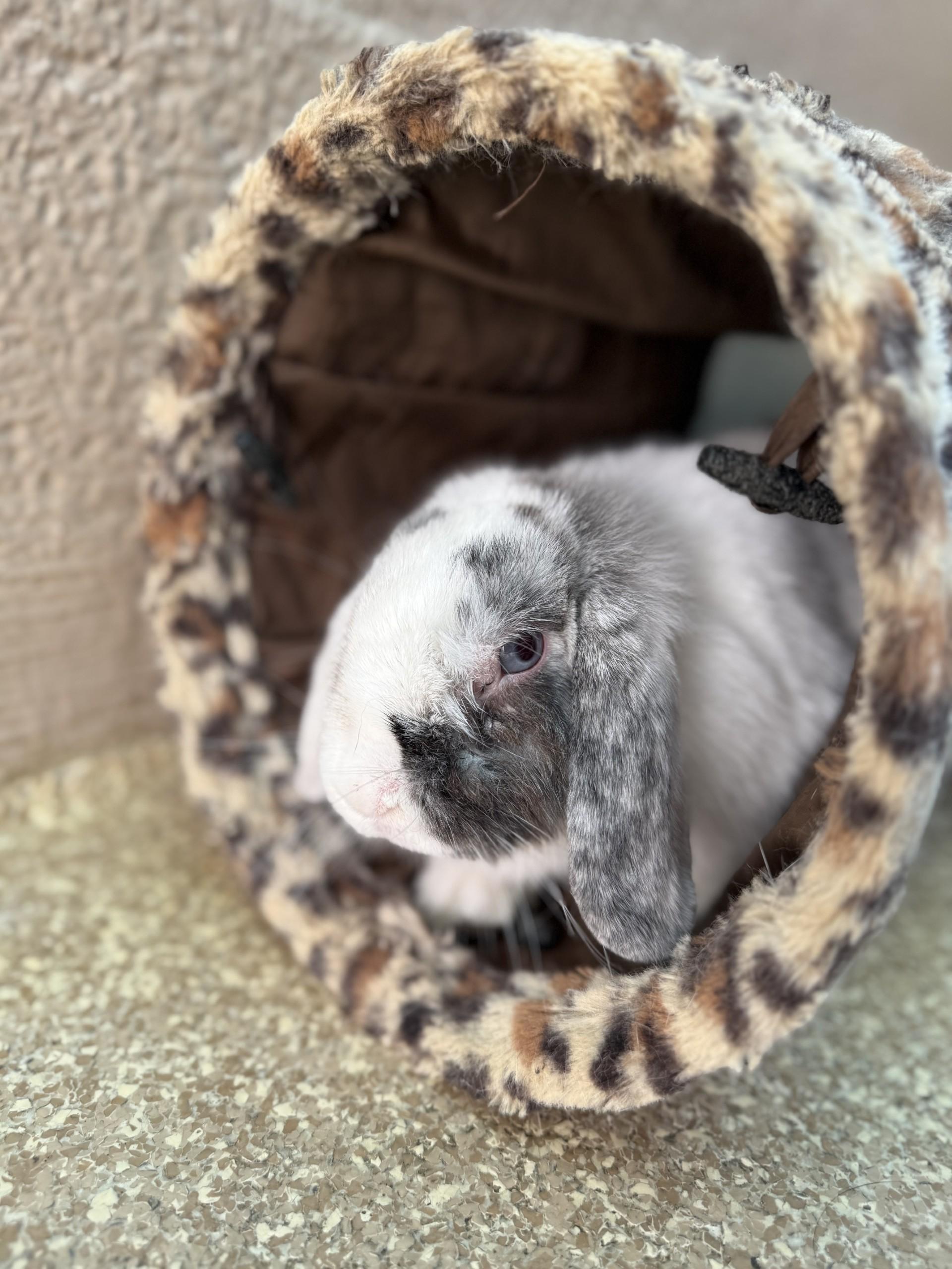 Pepper, a Adopted Holland Lop in Laguna Beach, CA image 3/3