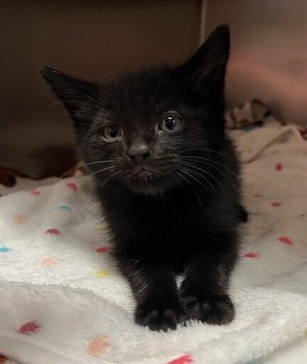 Blitzen, Adoptable, Kitten Male Domestic Short Hair.