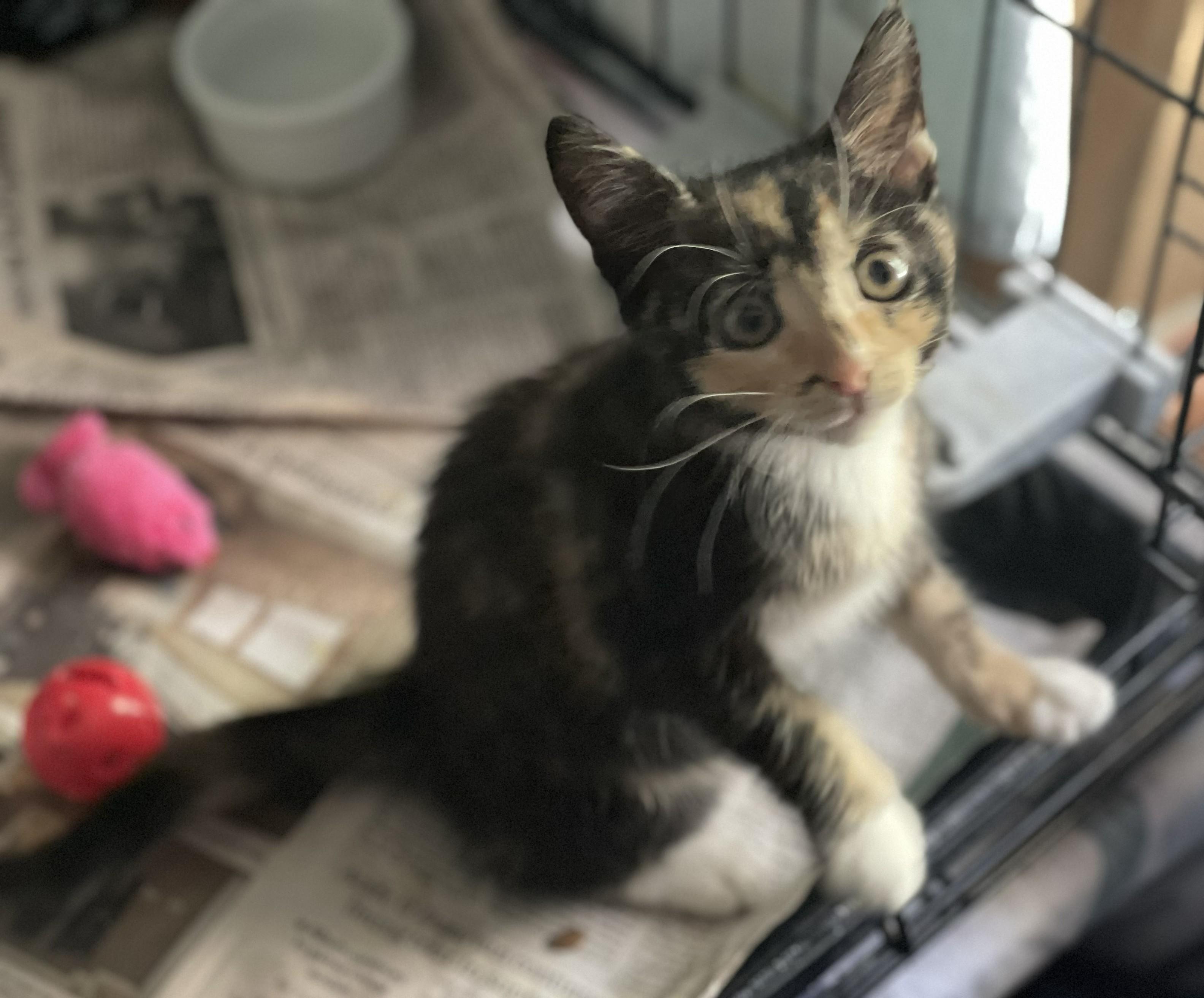Jolene- holiday special, a Adoptable mixed breed in Centreville, VA image 4/5