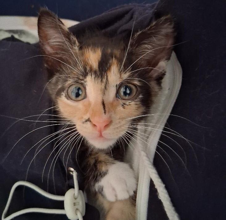 Jolene- holiday special, a Adoptable mixed breed in Centreville, VA image 3/5