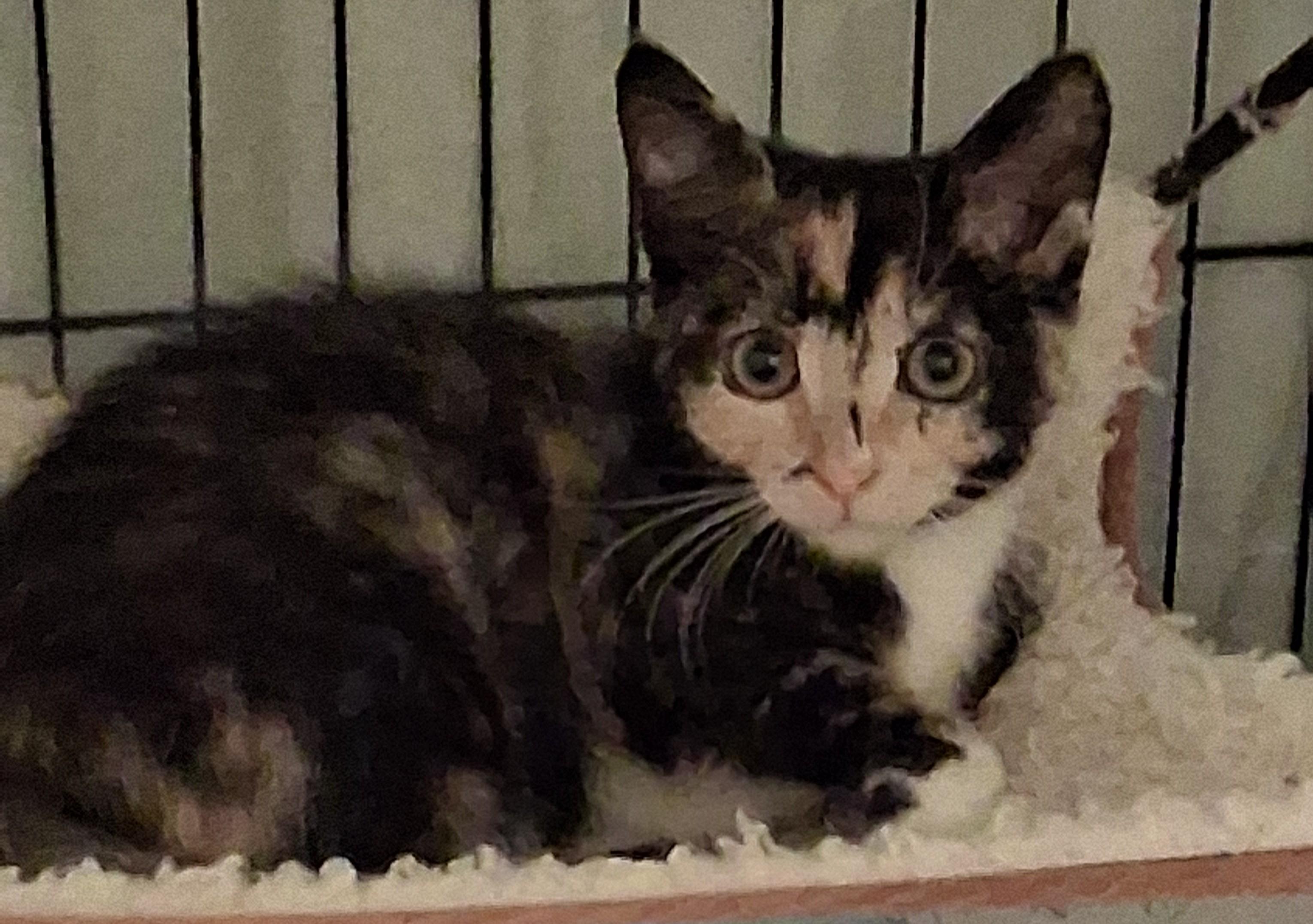 Jolene- holiday special, a Adoptable mixed breed in Centreville, VA image 1/5