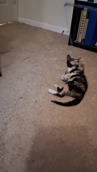 Enlarge Jolene- holiday special, a Adoptable mixed breed in Centreville, VA video 5/5