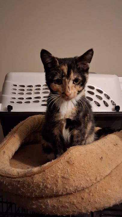 Enlarge Jolene- holiday special, a Adoptable mixed breed in Centreville, VA video 2/5