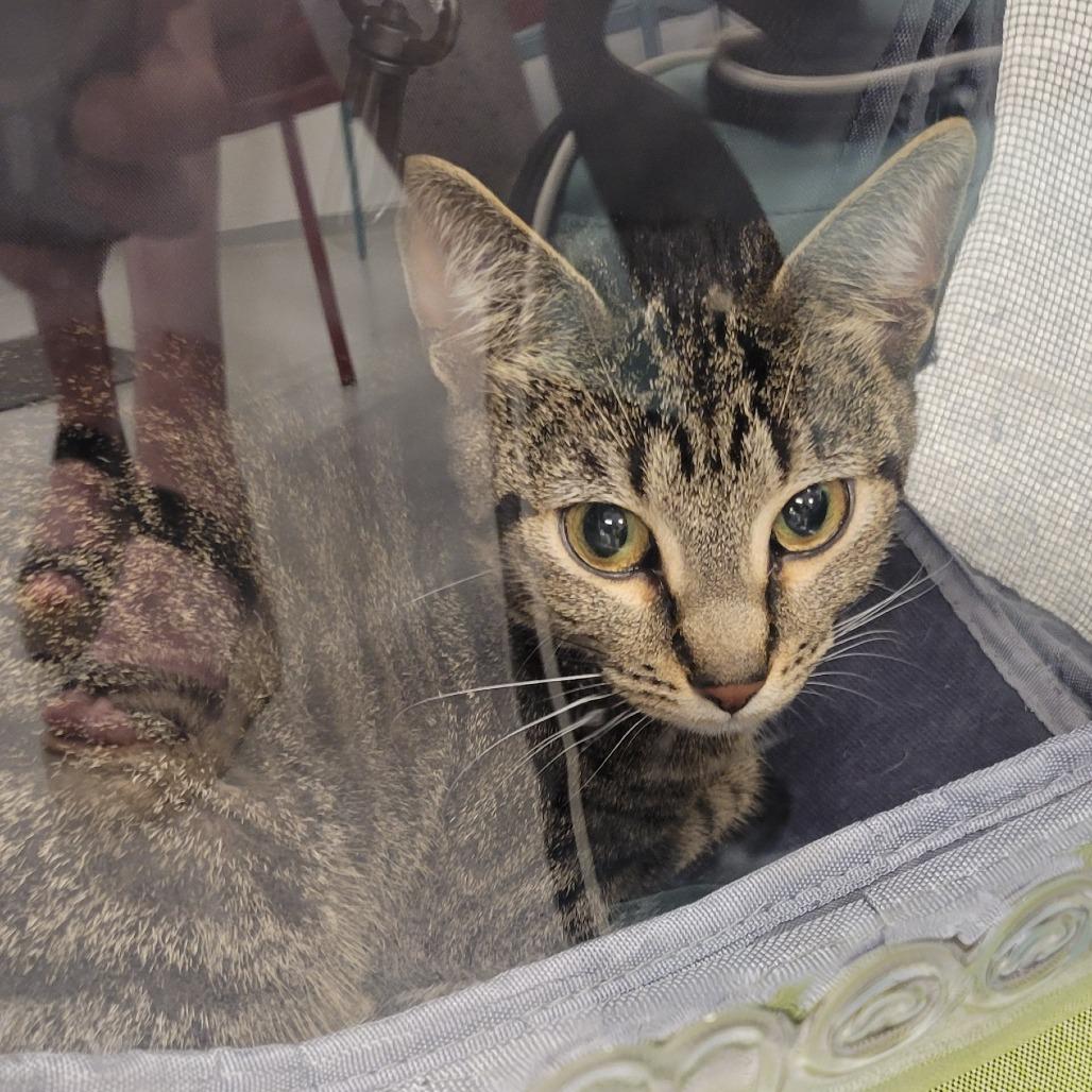 Enlarge Mimi, a Adoptable Domestic Short Hair in Wheeling, IL image 1/6