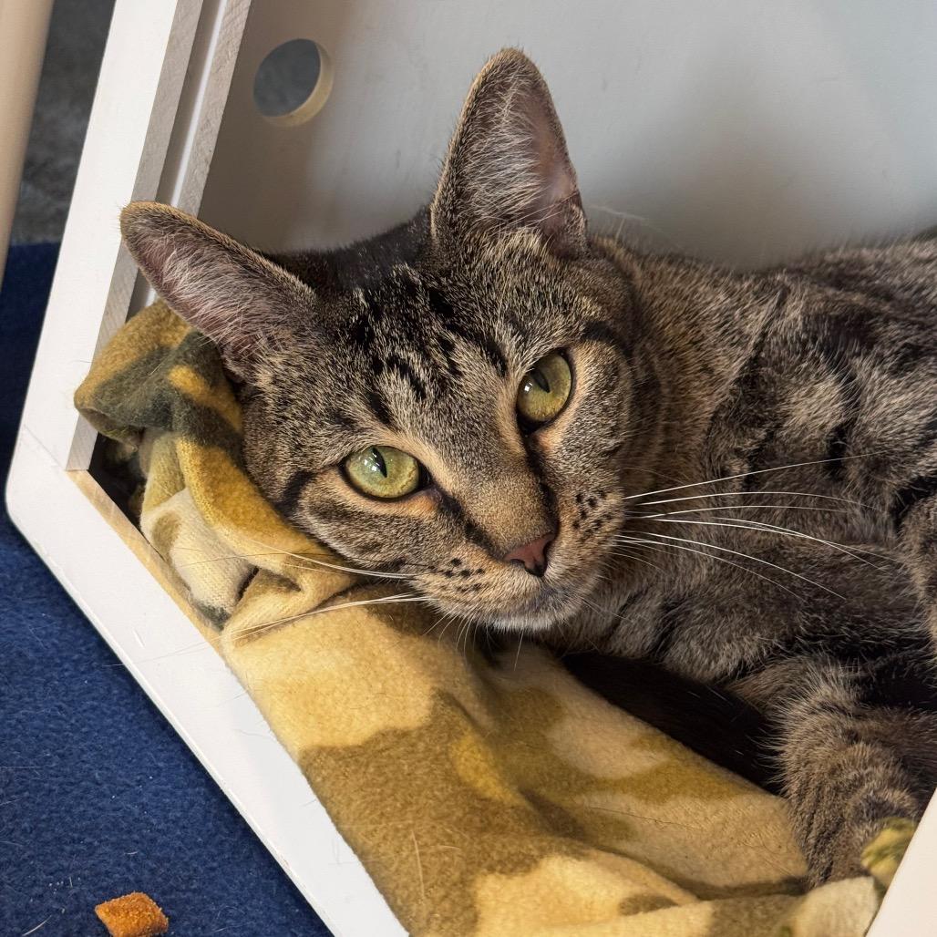 Enlarge Mimi, a Adoptable Domestic Short Hair in Wheeling, IL image 2/6