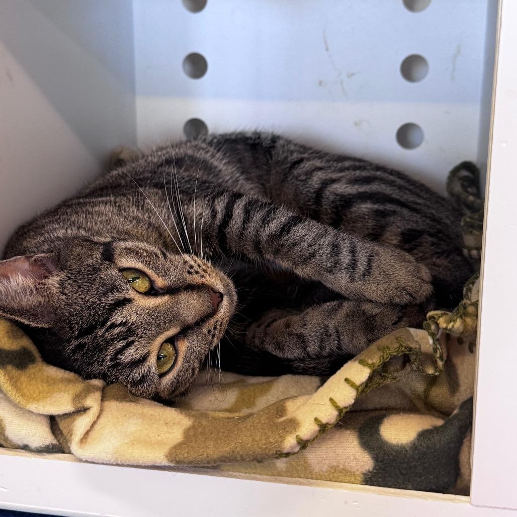 Enlarge Mimi, a Adoptable Domestic Short Hair in Wheeling, IL image 3/6