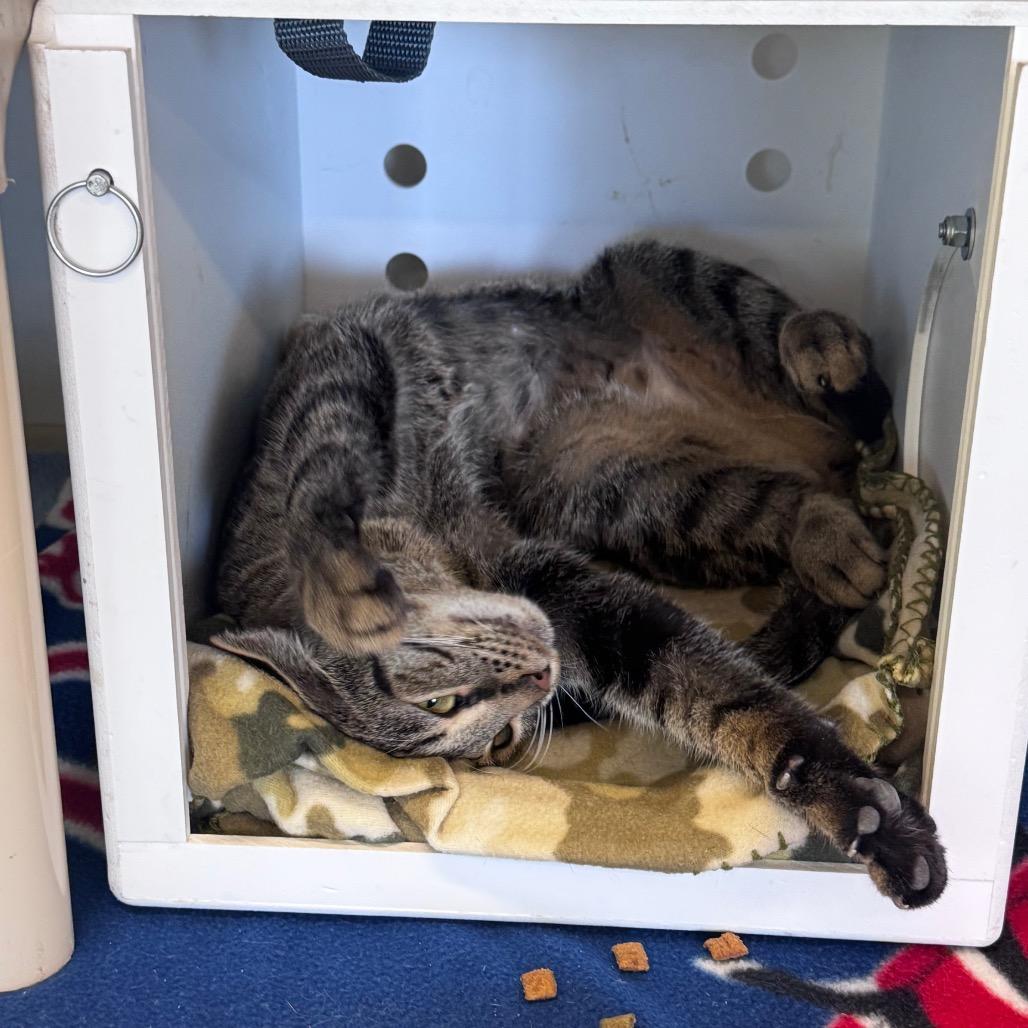 Enlarge Mimi, a Adoptable Domestic Short Hair in Wheeling, IL image 4/6