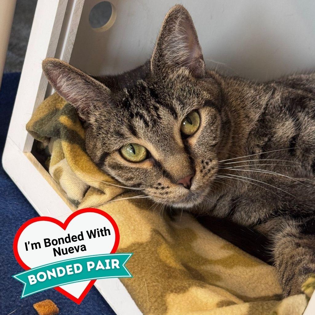 Enlarge Mimi, a Adoptable Domestic Short Hair in Wheeling, IL image 5/6