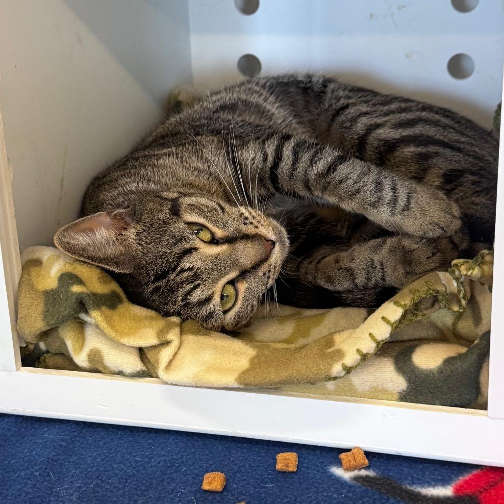 Enlarge Mimi, a Adoptable Domestic Short Hair in Wheeling, IL image 6/6