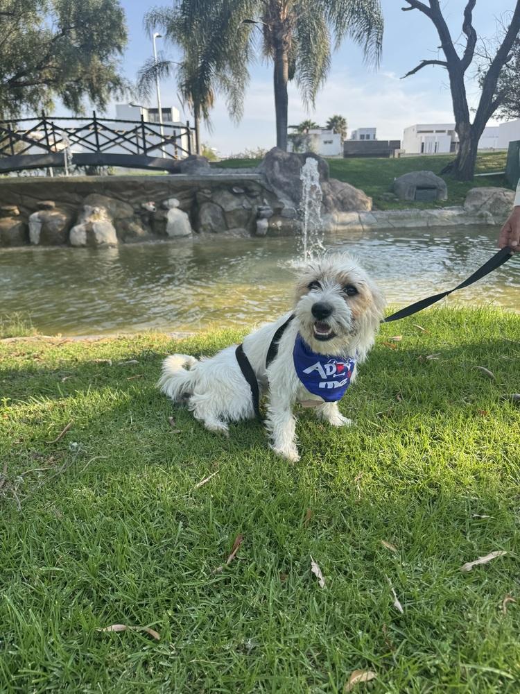 Chloe, Adoptable, Young Female Terrier.