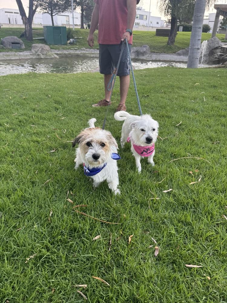 Enlarge Chloe, a Adoptable mixed breed in Gig Harbor, WA image 2/6