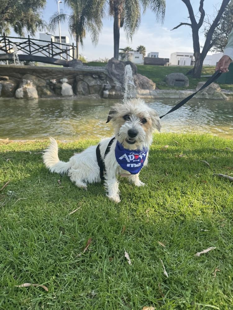 Enlarge Chloe, a Adoptable mixed breed in Gig Harbor, WA image 4/6