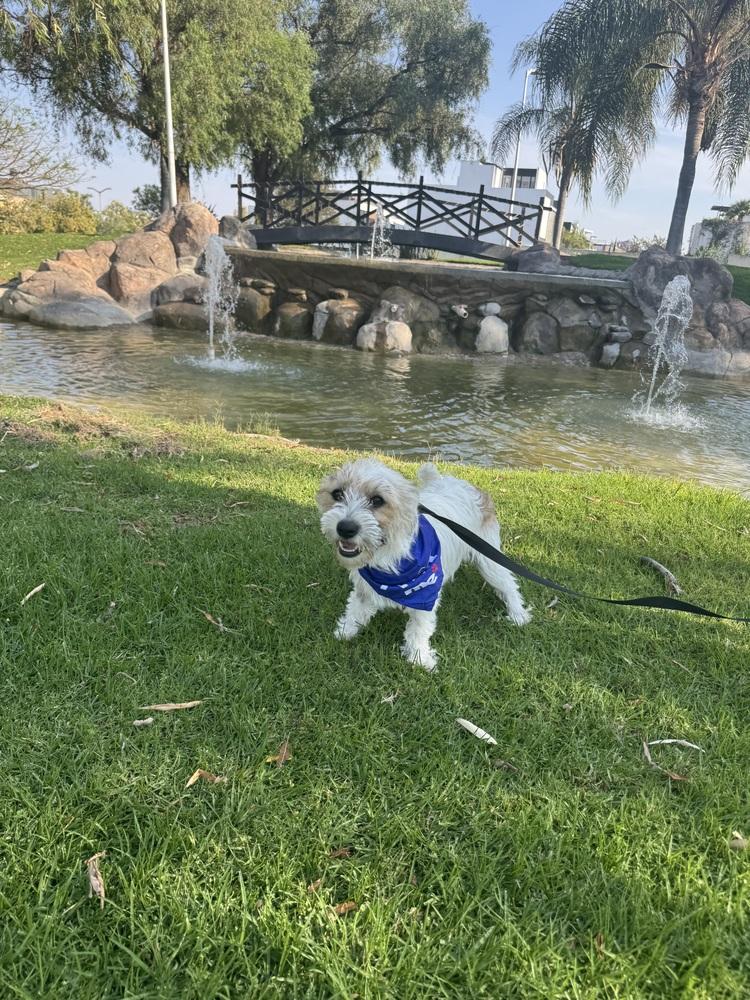 Enlarge Chloe, a Adoptable mixed breed in Gig Harbor, WA image 5/6