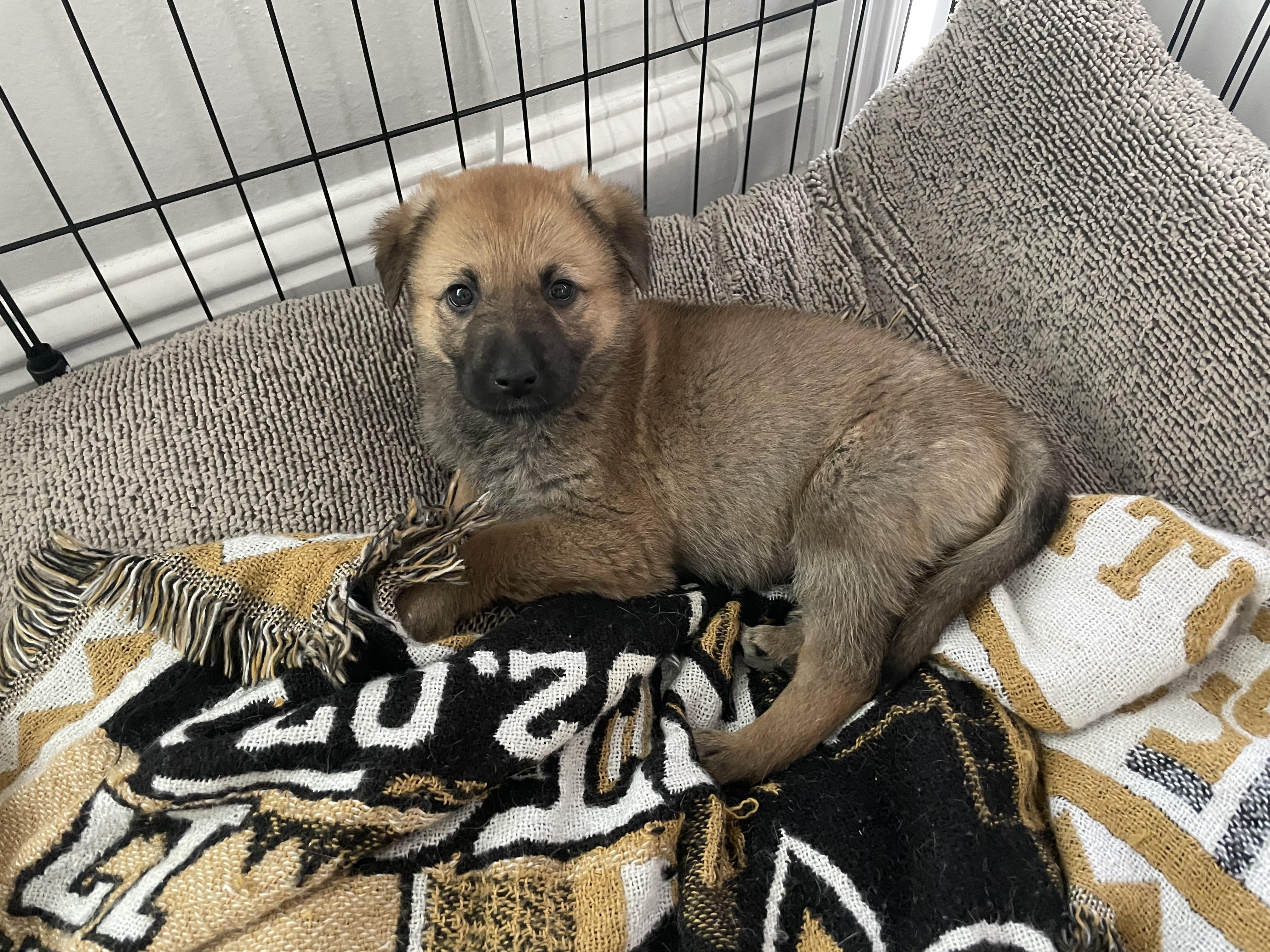 Hunni, adopted, Puppy Female German Shepherd Dog.