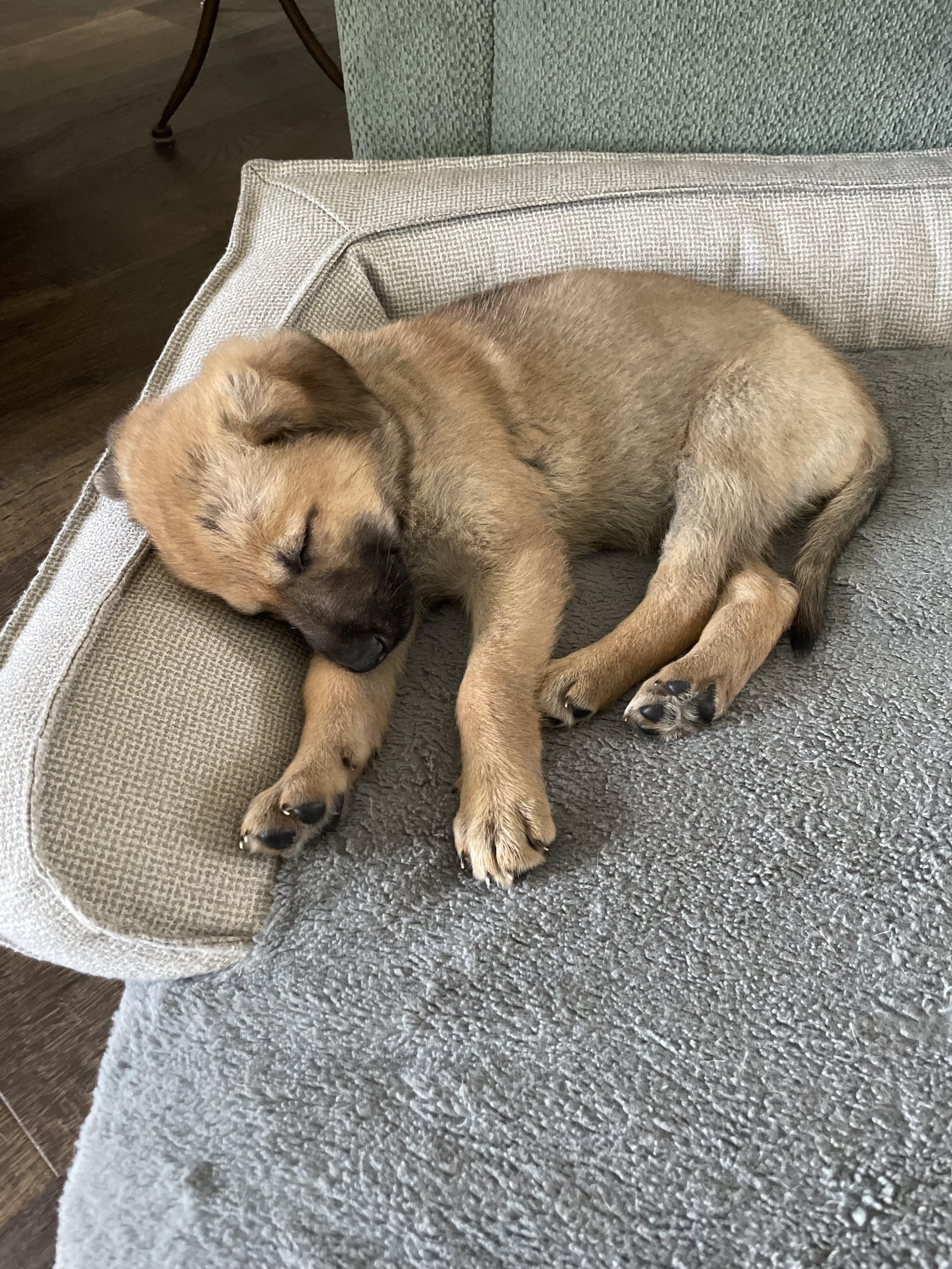 Enlarge Hunni, an adopted mixed breed in Walker, LA image 2/3