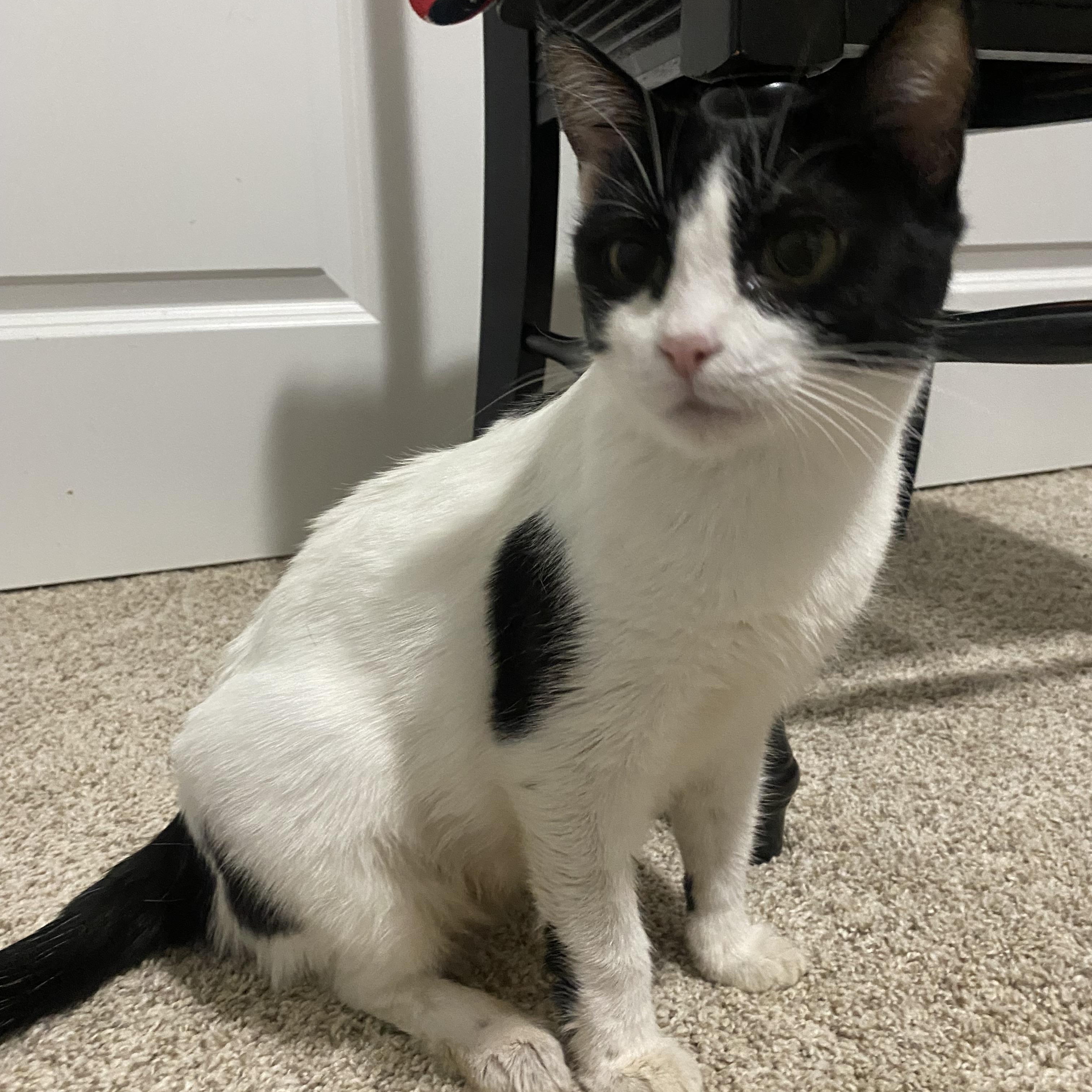 Missy , ADOPTABLE, Adult Female Domestic Short Hair.