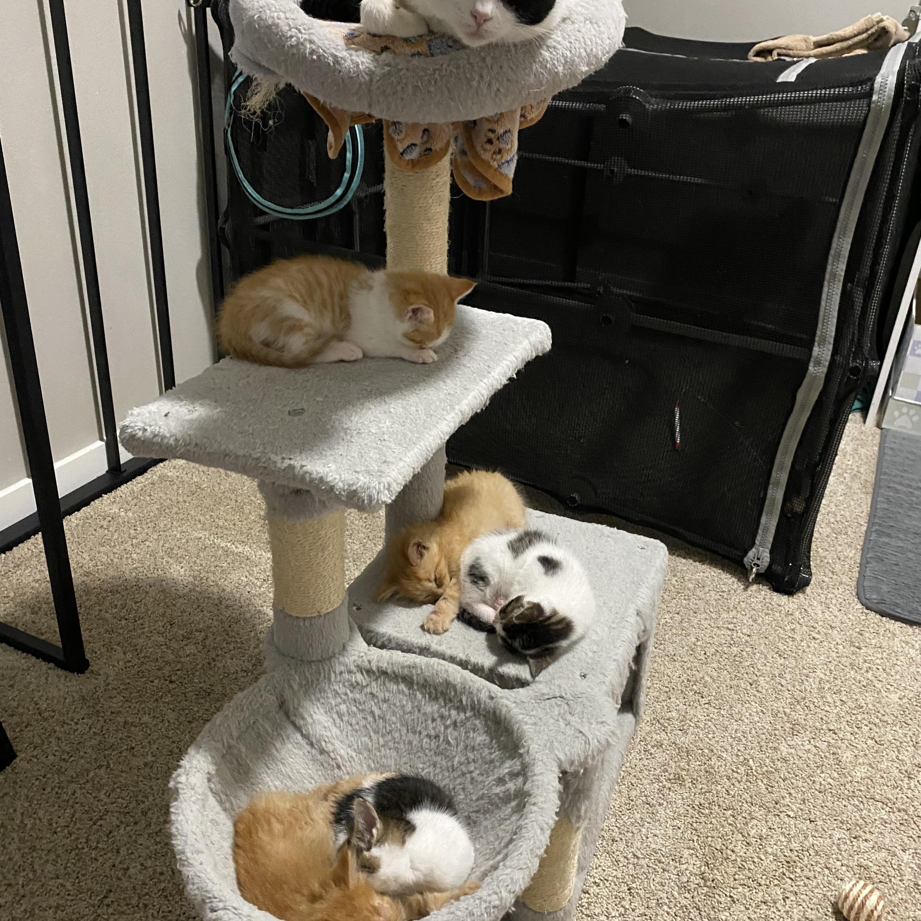 Enlarge Missy , a ADOPTABLE mixed breed in Bonney Lake, WA image 2/5