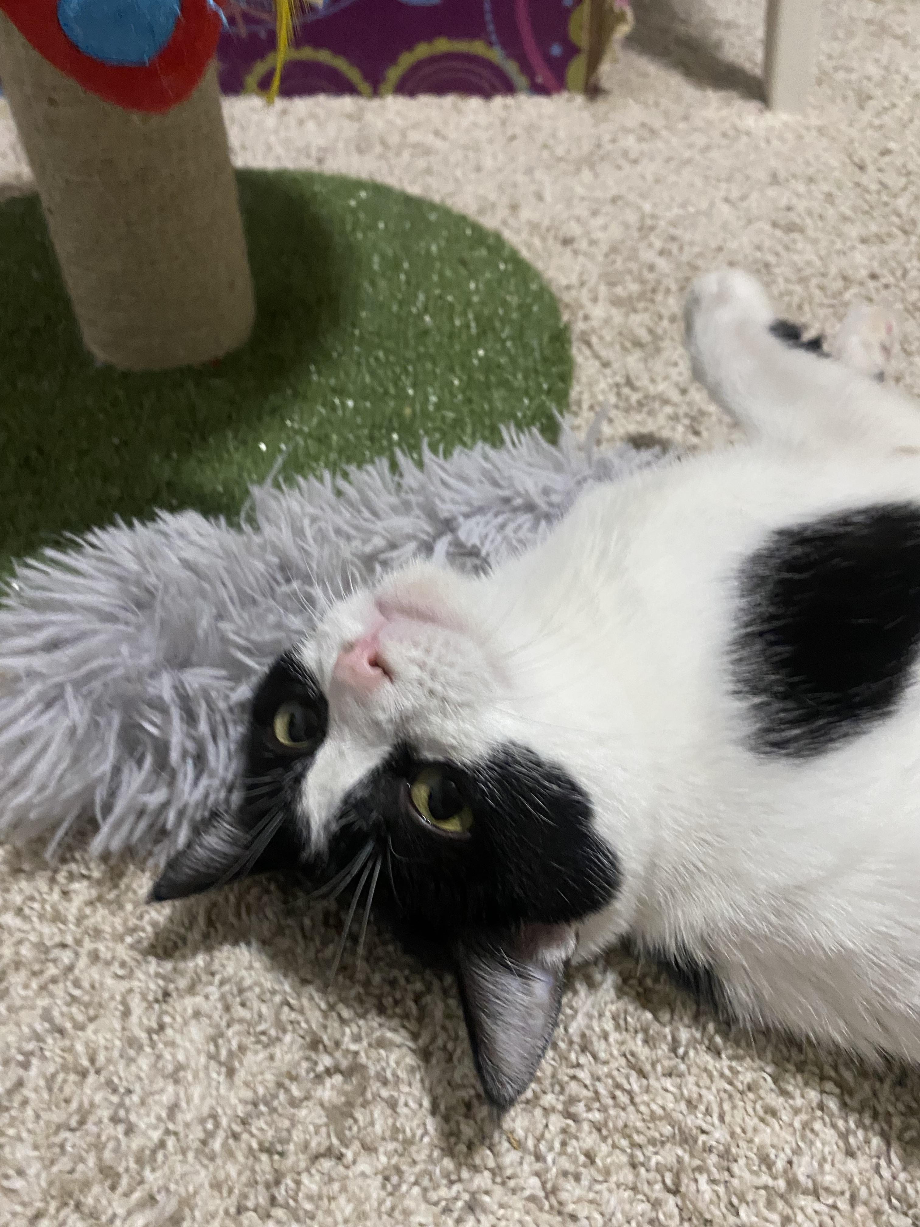 Enlarge Missy , a ADOPTABLE mixed breed in Bonney Lake, WA image 5/5